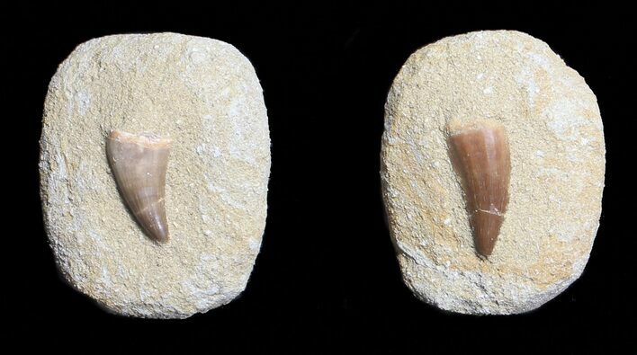 1" Fossil Mosasaur Teeth In Rock - Morocco - Photo 1